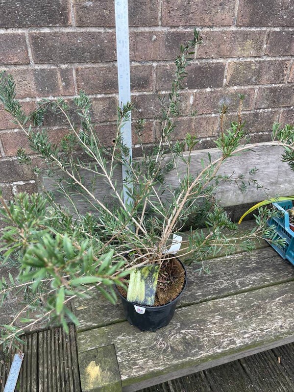 Callistemon Honeypot 3ltr pot - yellow bottlebrush
