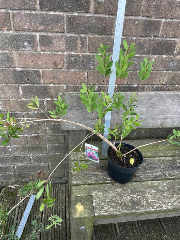 Callistemon Hot Pink - 2ltr pot Pink bottlebrush