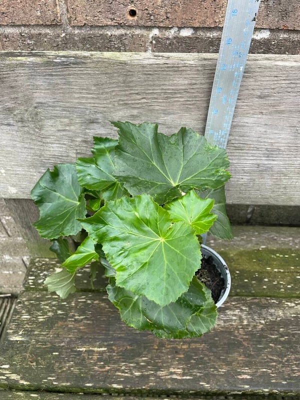 Begonia - 10cm /  1ltr pots 3 for £1 multi colours