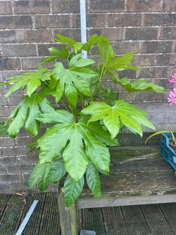 Fatsia japonica - 7.5ltr pot