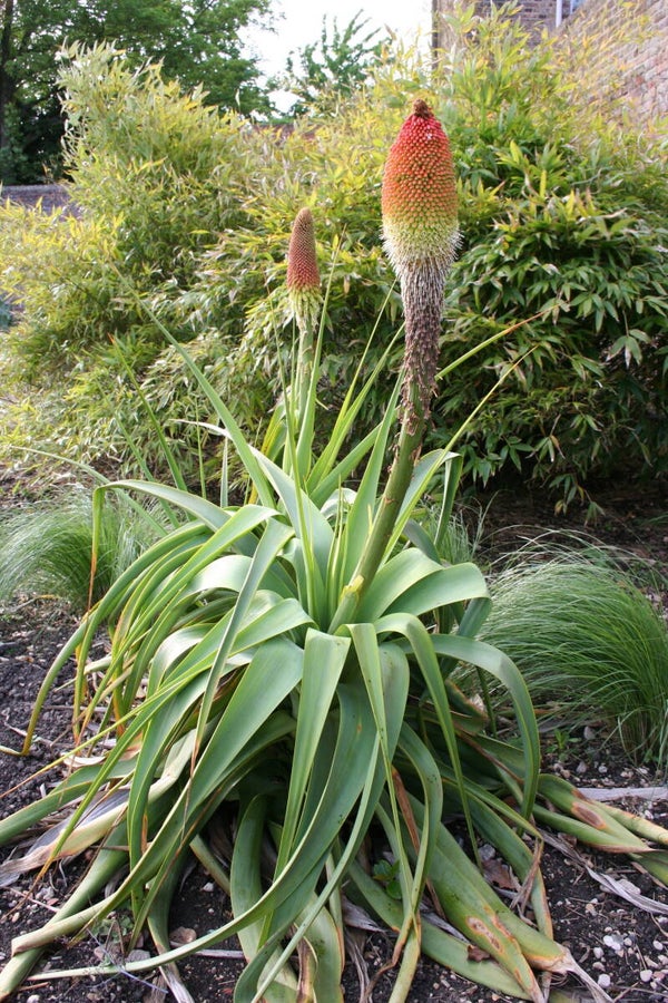 Kniphofia northiae - giant red hot poker