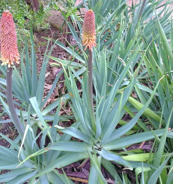 Kniphofia caulescens - blue  poker