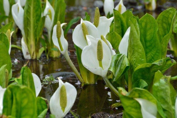 Lysichiton camtschatcensis - Asian skunk cabbage - 3ltr