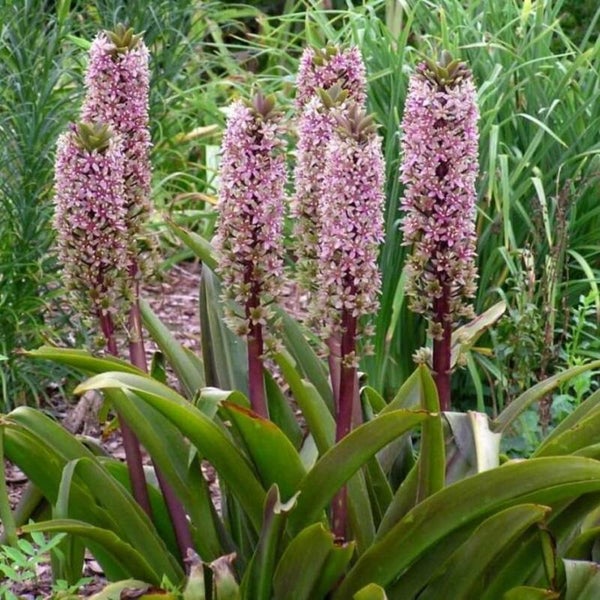 Eucomis cosmosa Sparkling Burgundy - 2ltr Pineapple Lily