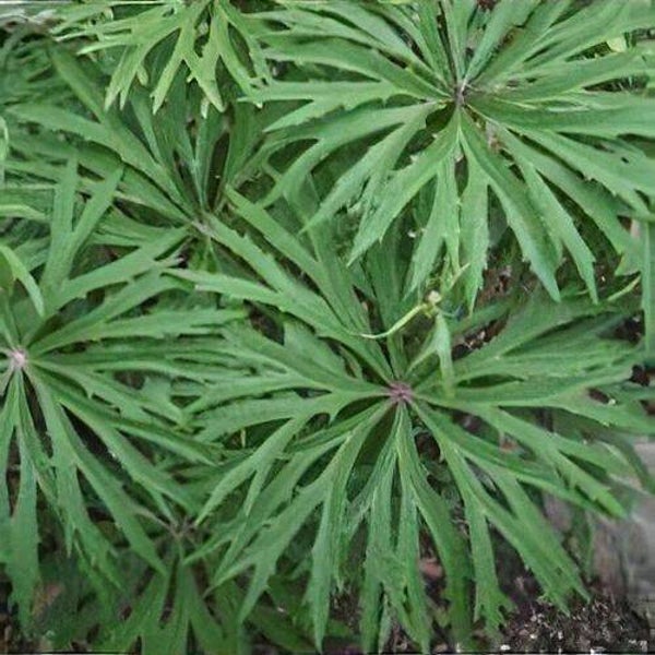 Syneilsis acontifolia - 1ltr