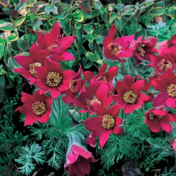 Pulsatilla pinwheel dark red - 1ltr pot