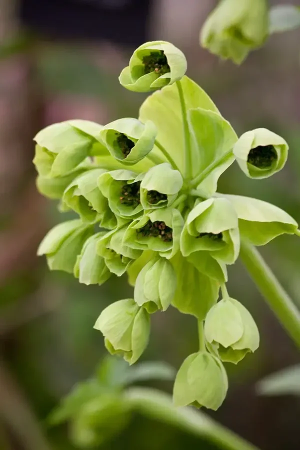 Mathiasella bupleuroides 'Green Dream
