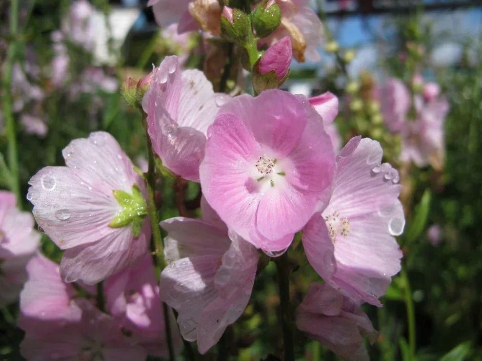 Sidalcea Little Princess - Prairie Mallow