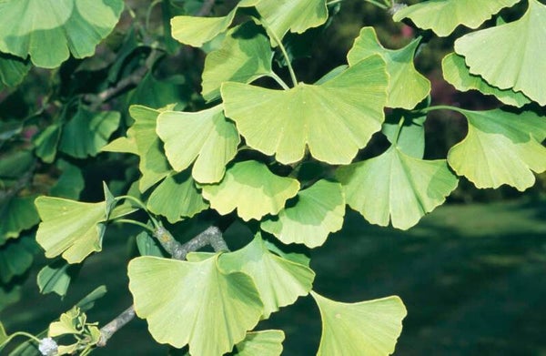 Ginkgo Biloba - Maidenhair tree