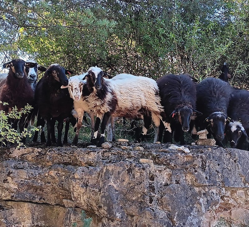 Bruno Deckbock B-Linie aus der Zucht Gudrun Podratzky aus Österreich Melkbetrieb