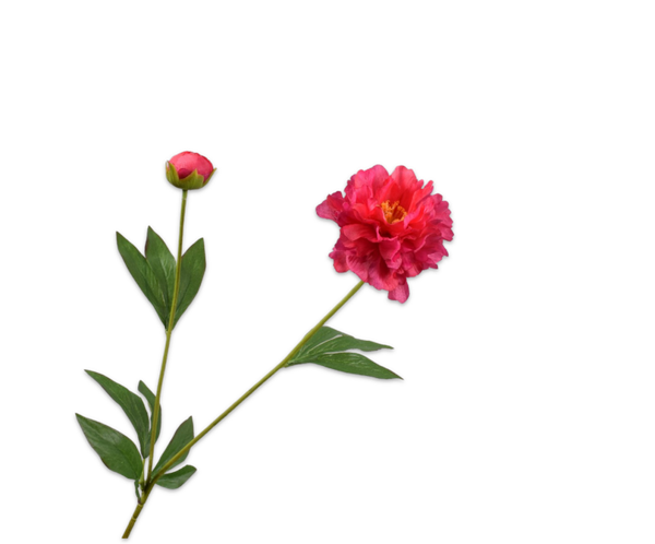 Pioenroos roze, Silk-ka