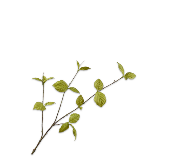 Bladtak groen, Silk-ka