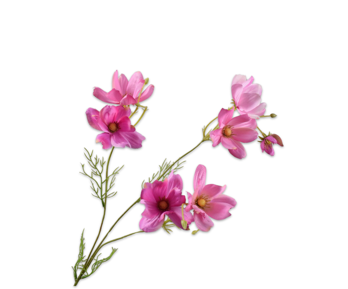 Roze cosmea, Silk-ka