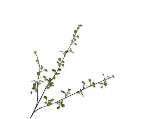 Fijne bladtak, Silk-ka