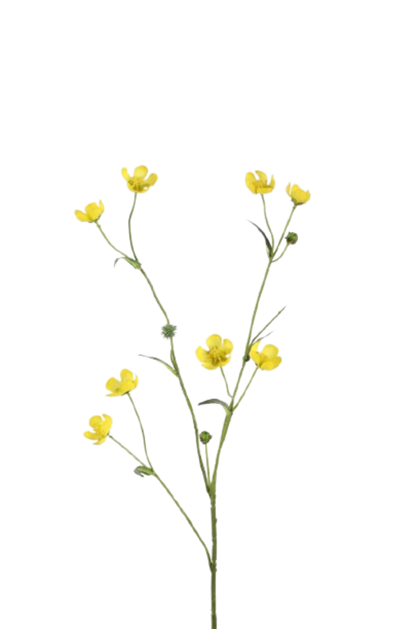 Zijden boterbloem, geel