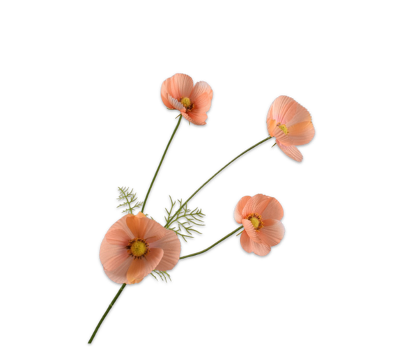 Zalm oranje Cosmea, Silk-ka