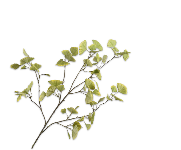 Ginkgo blad, Silk-ka