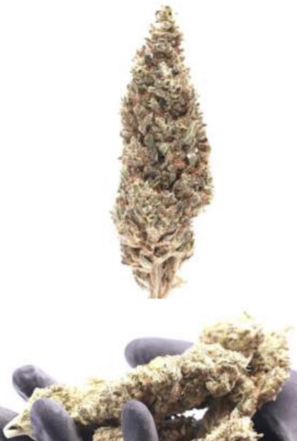 FLORES - INDOOR - ORANGELO