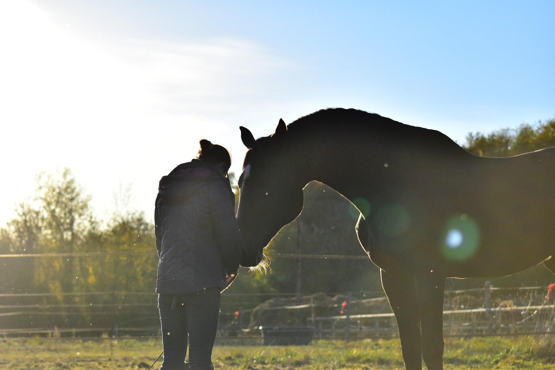 Soin holistique médecine traditionnelle chinoise cheval et cavalier