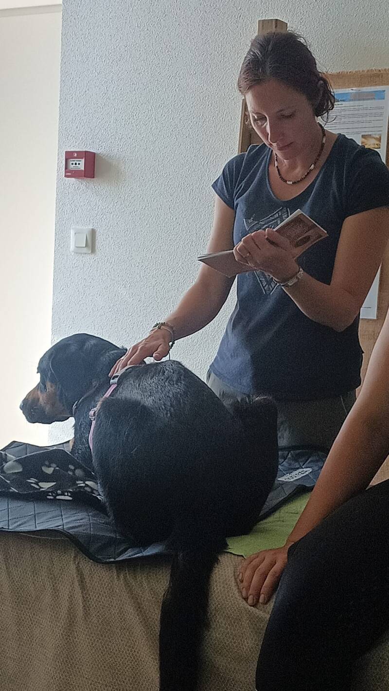 Lecture émotionnelle chien