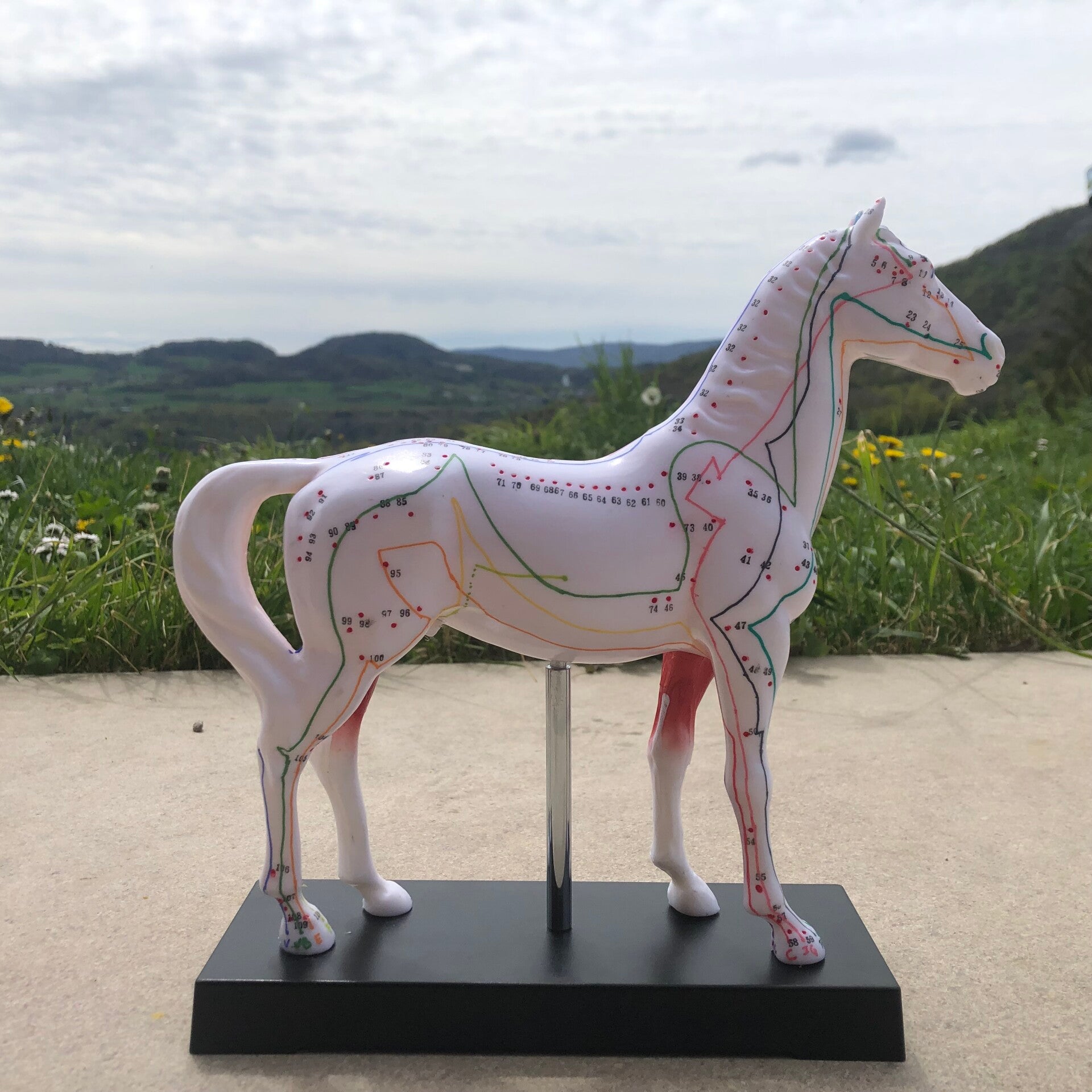 Cheval méridiens médecine traditionnelle chinoise