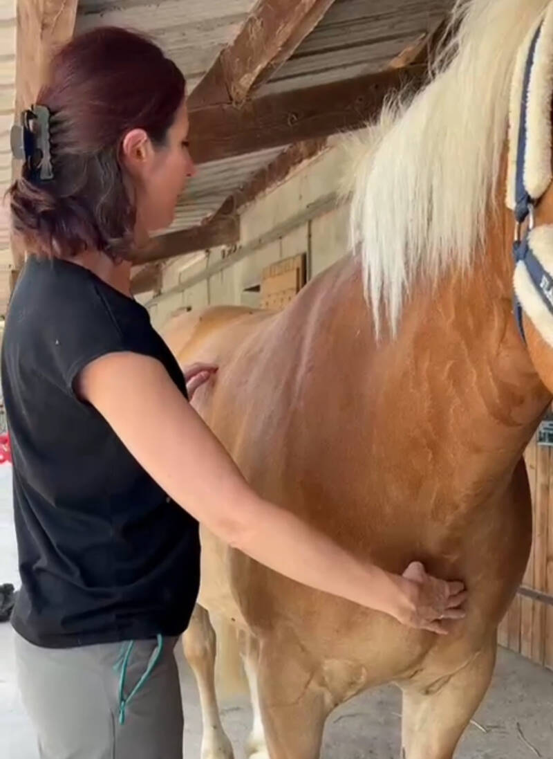 Test énergétique sur le cheval