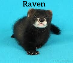 Raven 