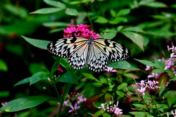 Rice Paper Butterfly