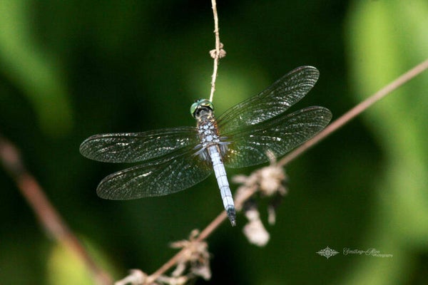 Eastern Pondhawk