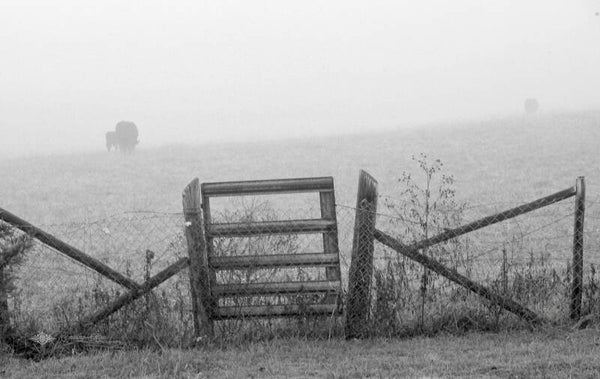 Foggy Fields