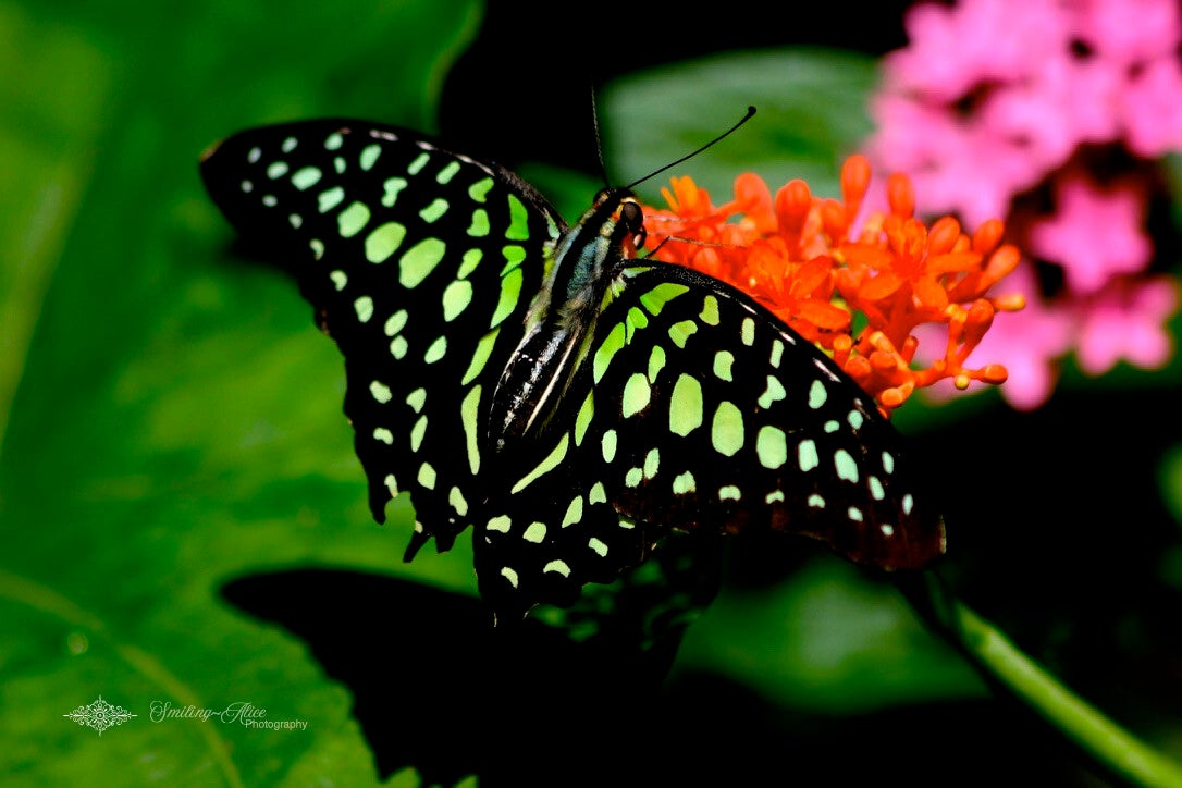 Green Jay Butterfly