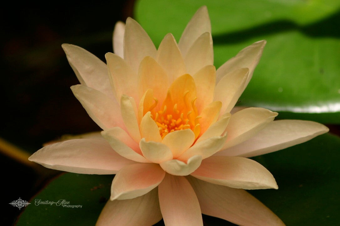 Peach Water Lily