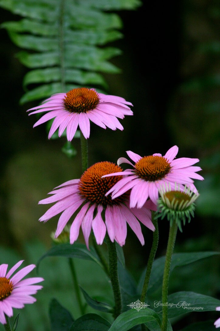 Pink Cone Flowers