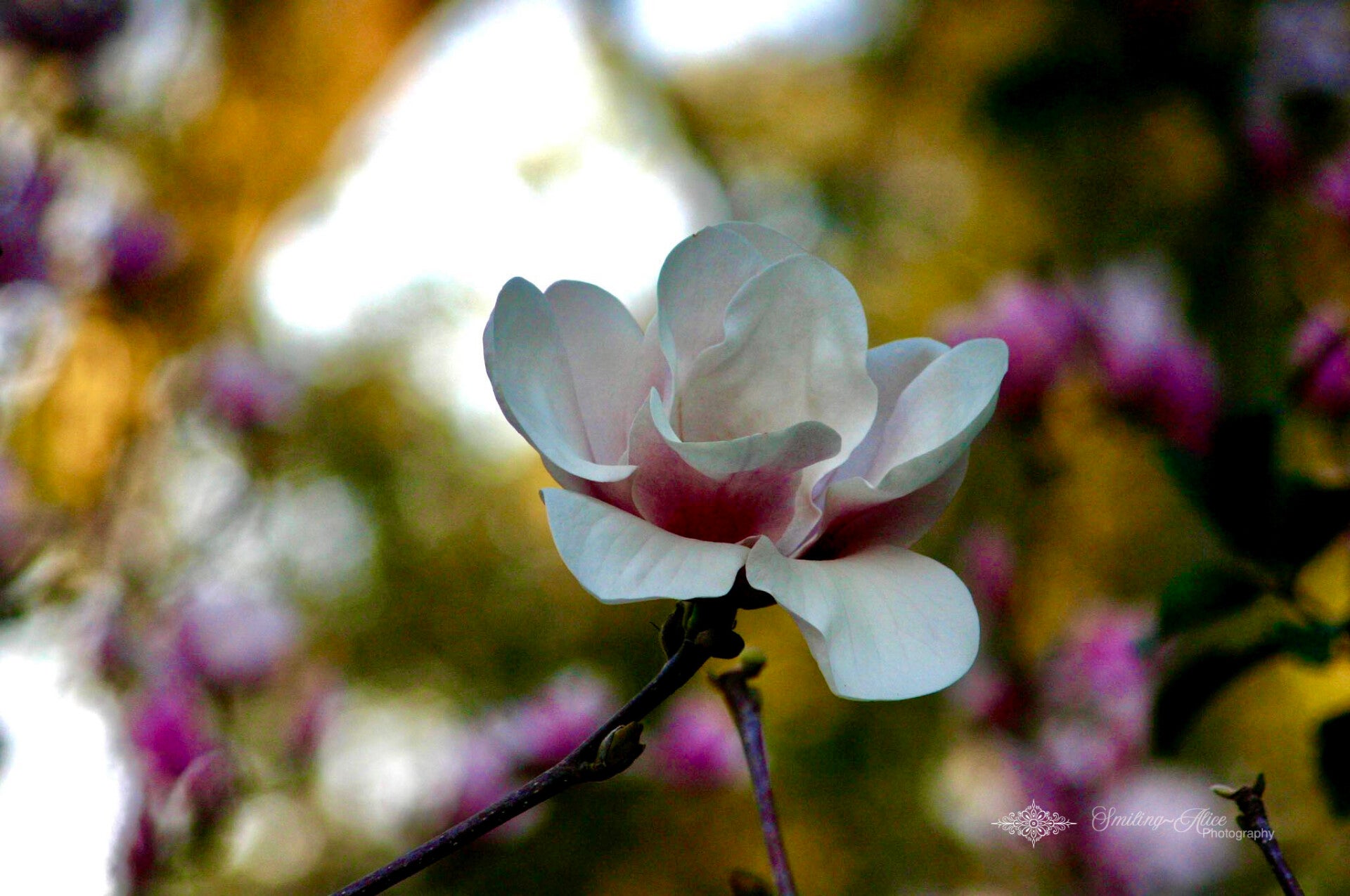 Pink Tulip Tree Flower