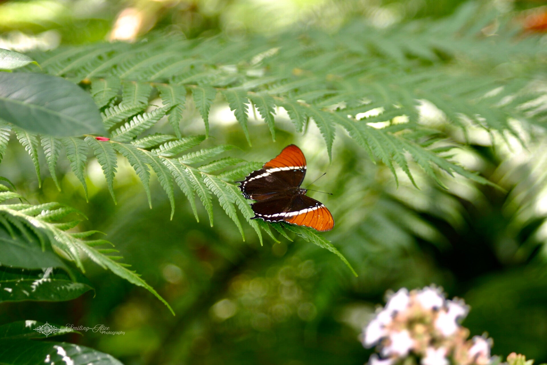 Rusty Page Butterfly