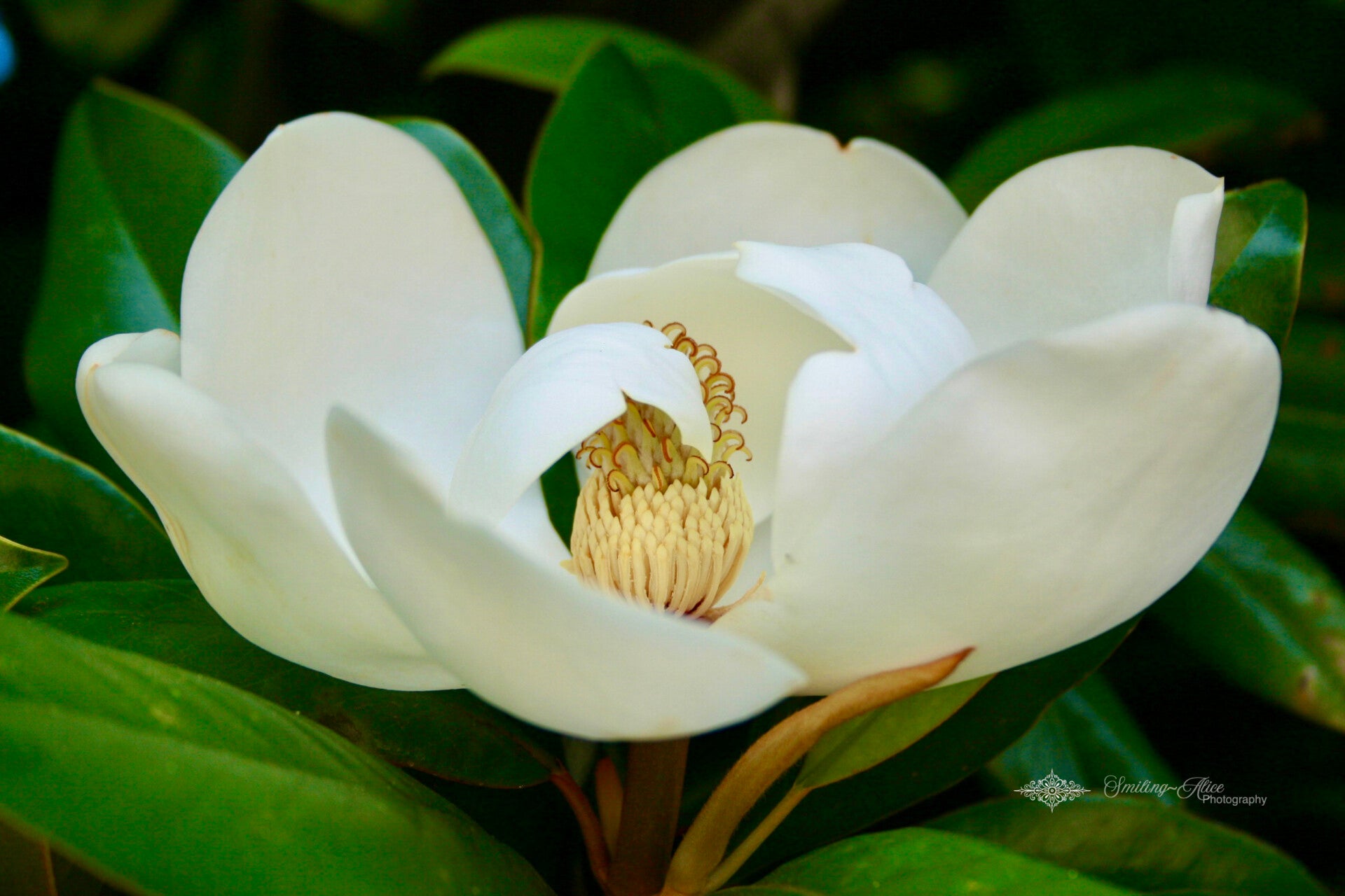 Sweet Magnolia