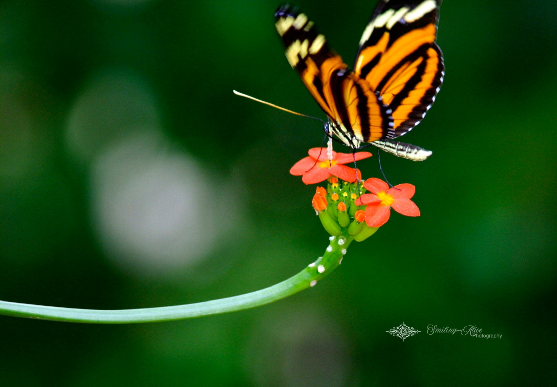 Tiger Longwing Butterfly