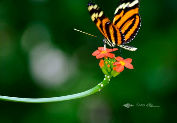 Tiger Longwing Butterfly