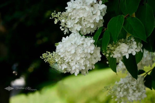 White Hydrangea