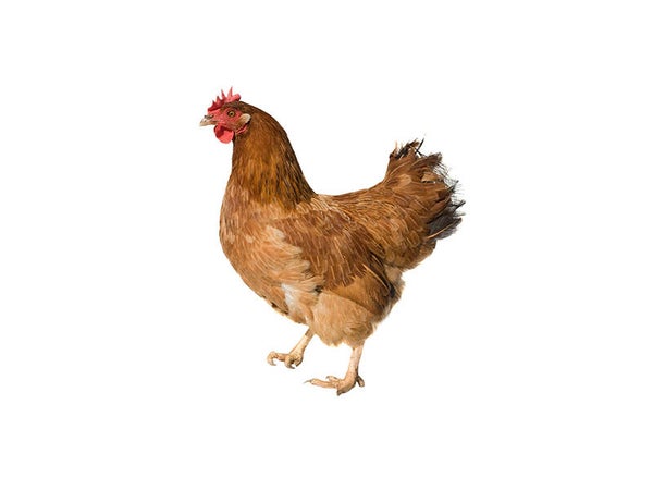 Kip drumsticks 10 kg/doos - 6,00 per kg
