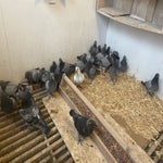 IMG_1778.jpeg