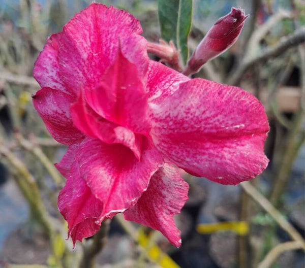 Adenium (medium)