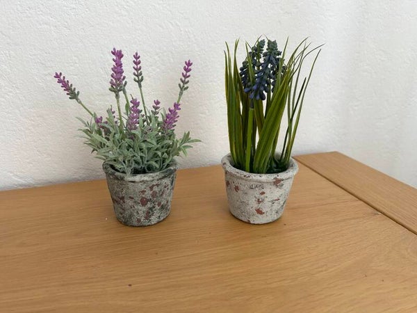 Lavendel setje van 2 bloemen in bloempotje