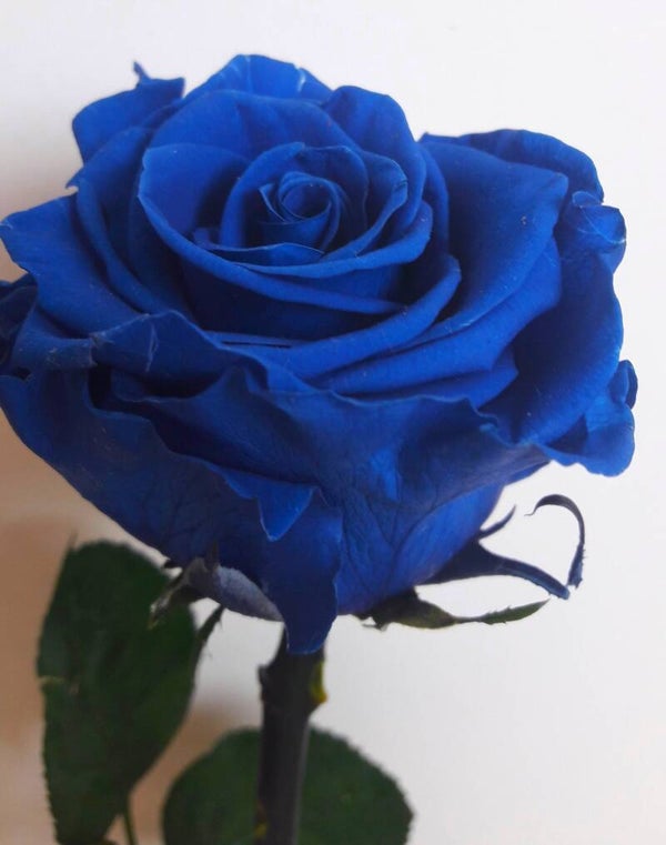 Rose bleue éternelle stabilisée