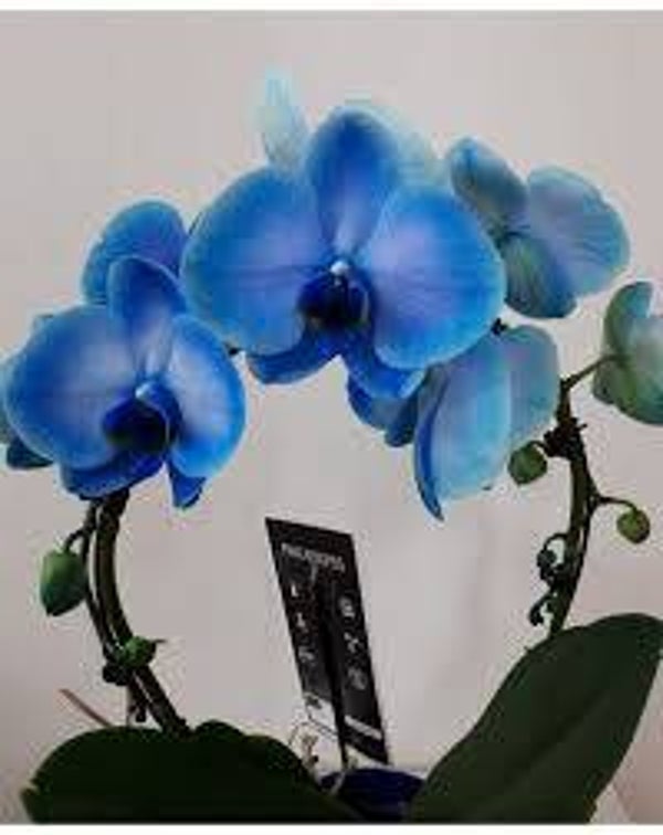 Orchidée arceau teintée bleue