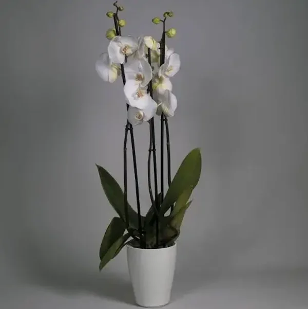 Orchidée 2 ou 3 tiges couleur blanche