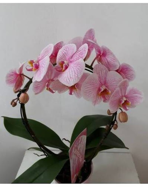 Orchidée arceau teintée rose