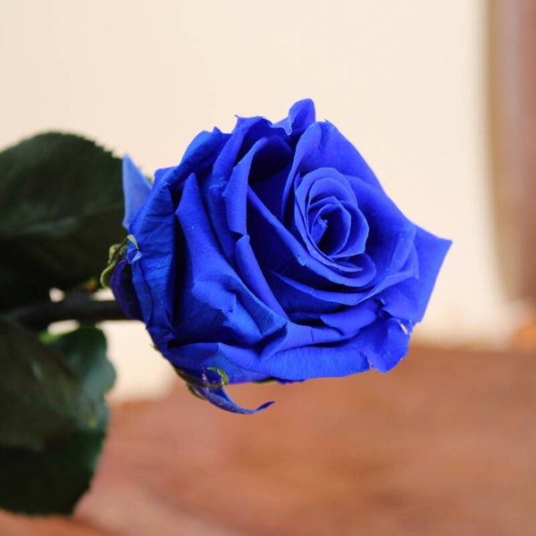 Rose bleue éternelle stabilisée