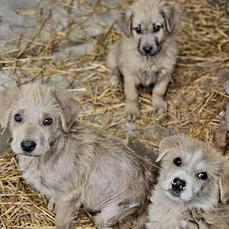 leishmania-honden-standard-tj8adj.jpg