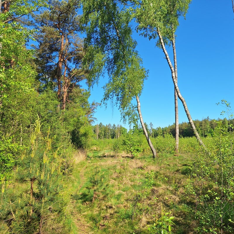 20250511_091626-standard.jpg